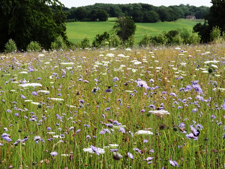 Wildflower meadow